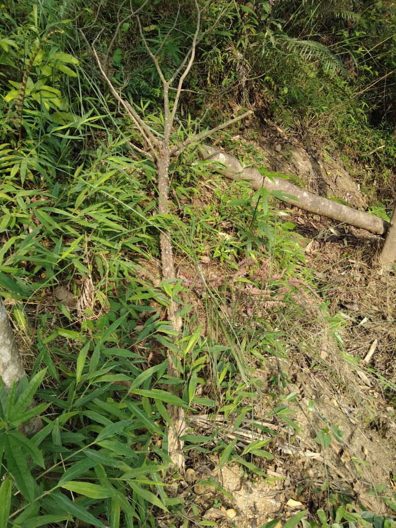 飞龙掌血（野生，年龄大，上头已被砍！下木根还在，已发芽）