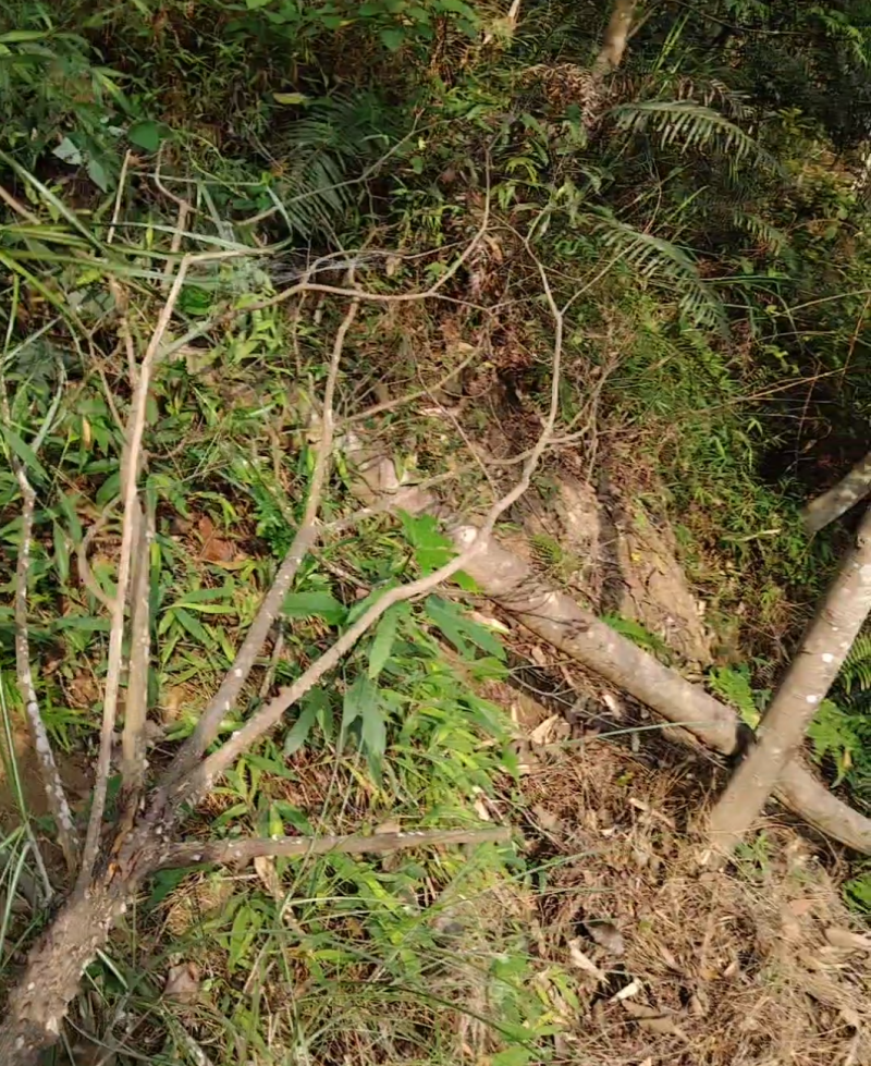 飞龙掌血（野生，年龄大，上头已被砍！下木根还在，已发芽）
