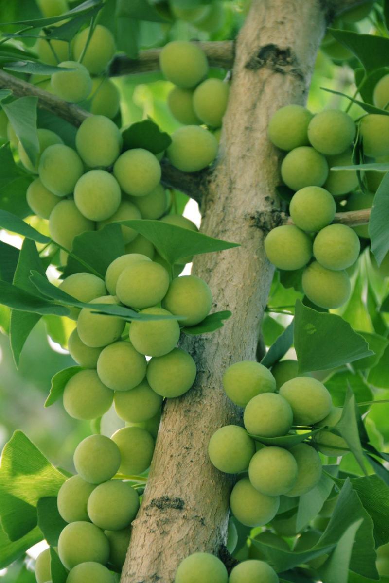 青果