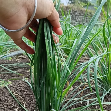 菲菜
