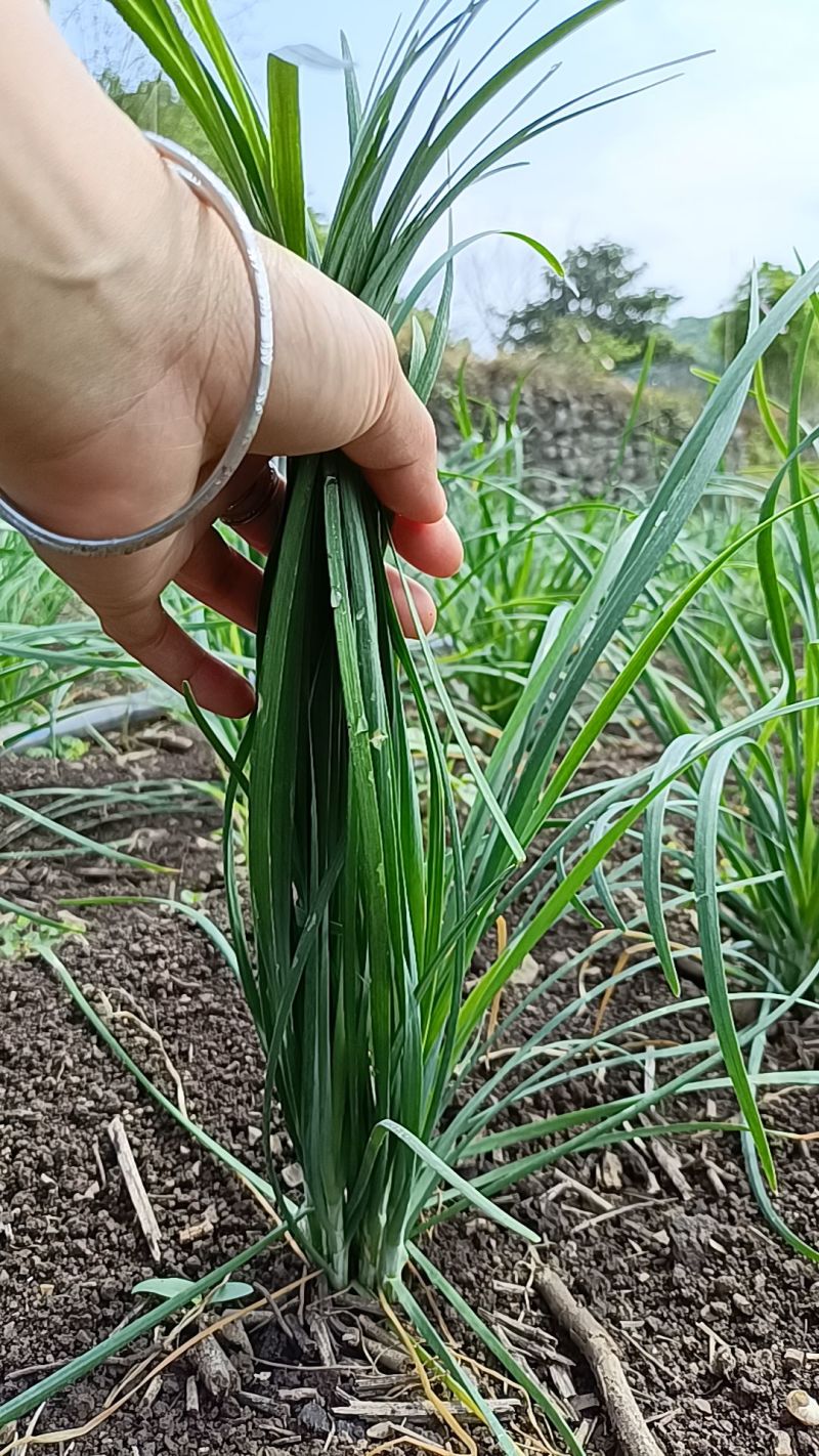 菲菜