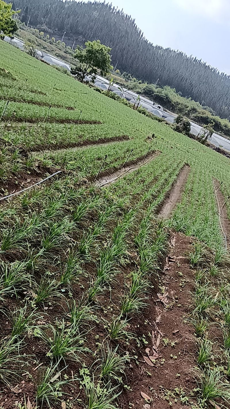 菲菜
