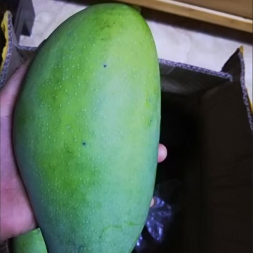 芒果一件代发