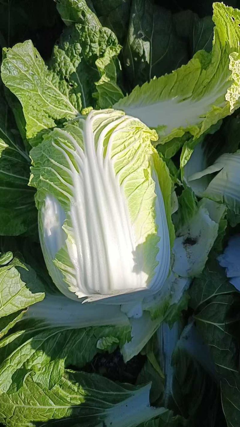 黄心大白菜，产地直销，货源充足，可加工各种包装