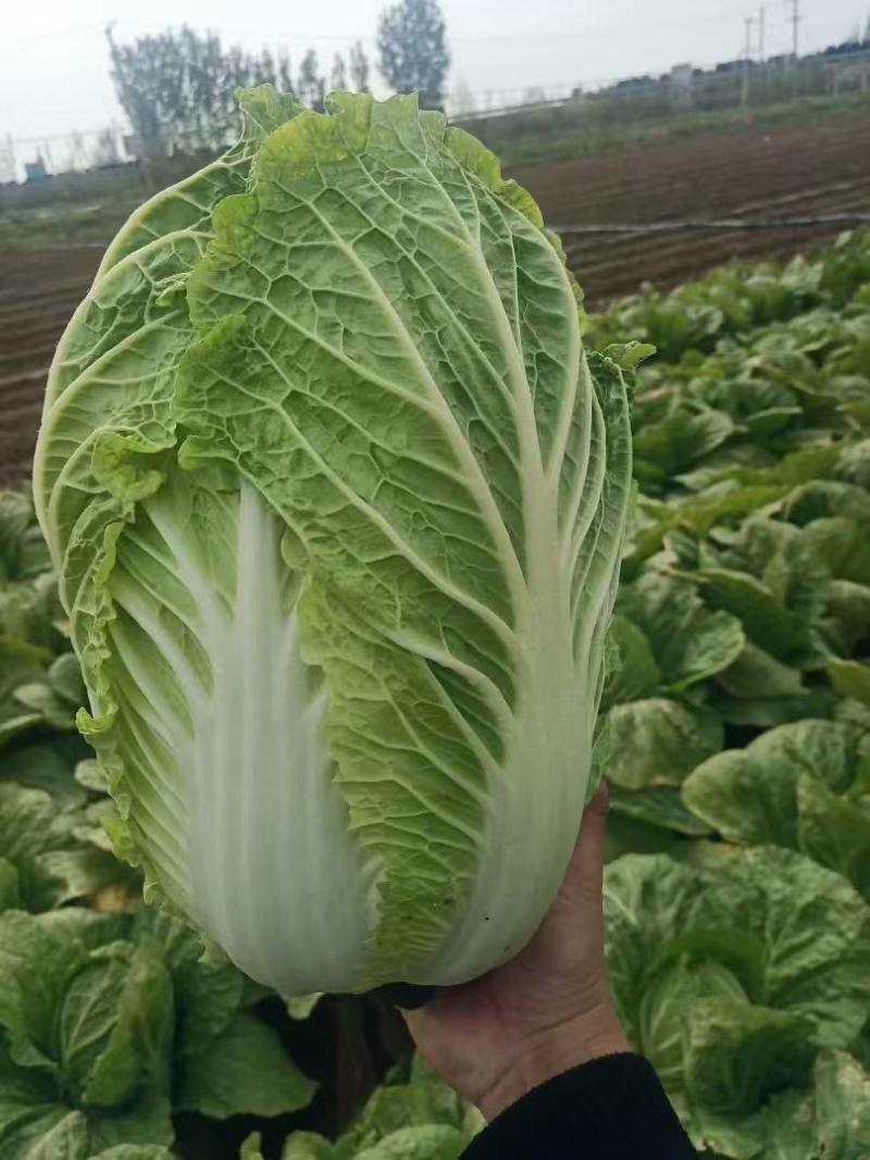 黄心大白菜，产地直销，货源充足，可加工各种包装