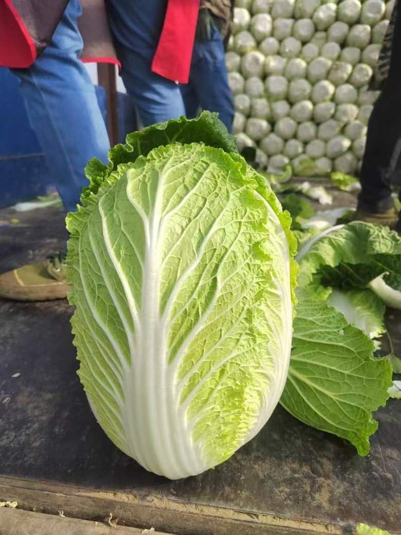 黄心大白菜，产地直销，货源充足，可加工各种包装