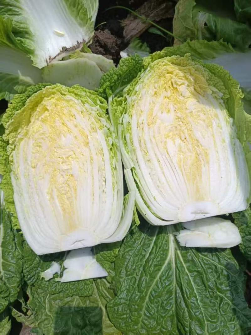 黄心大白菜，产地直销，货源充足，可加工各种包装