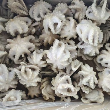 繁花小章鱼