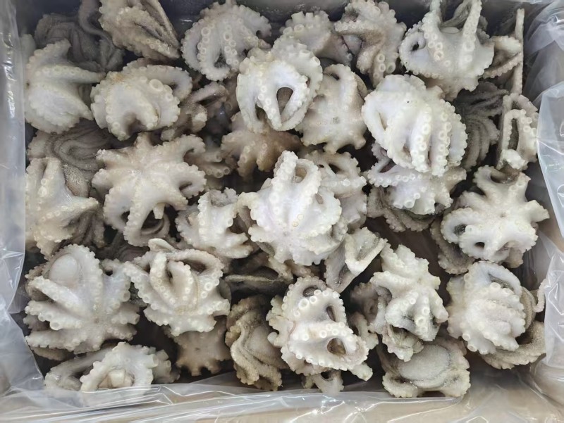 繁花小章鱼