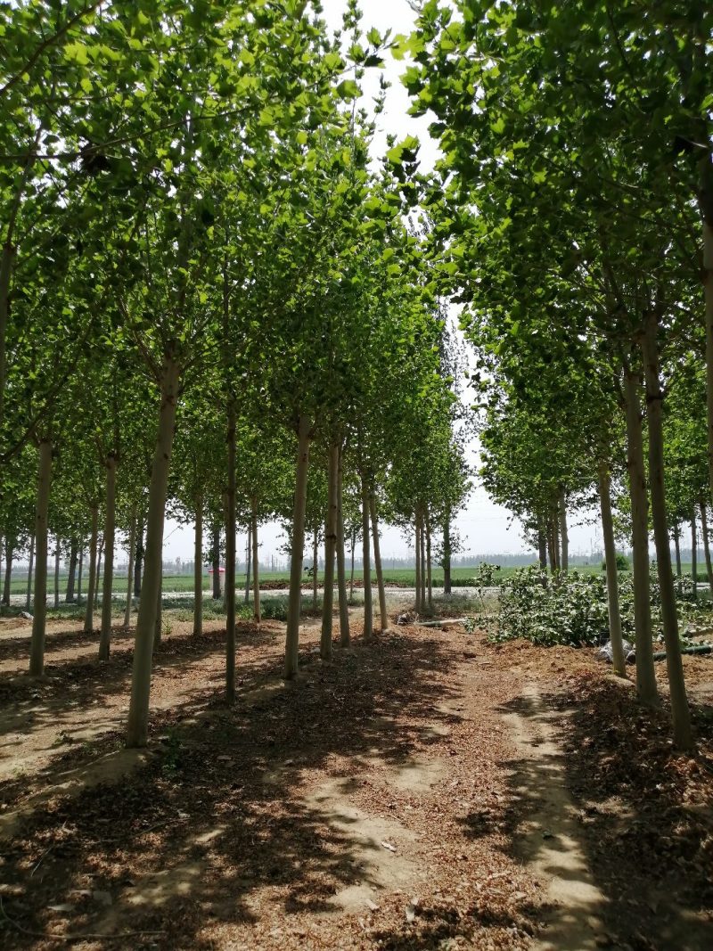 法桐树自己家的，13到20公分的