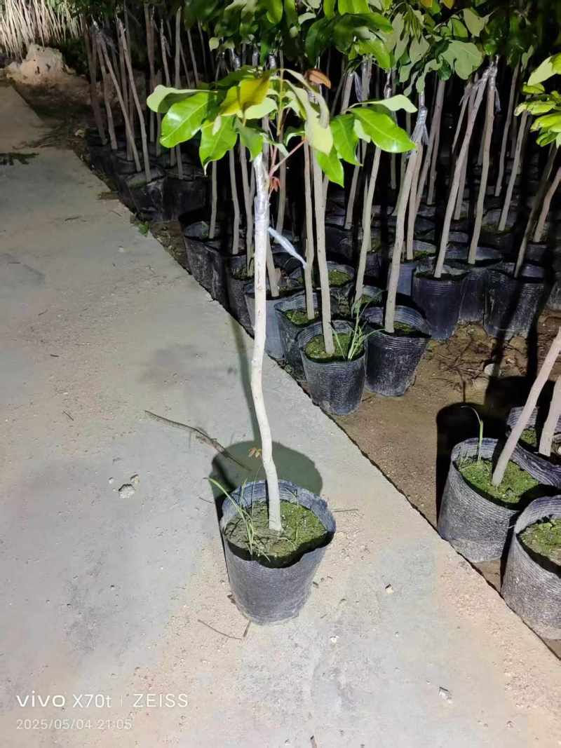 龙眼嫁接苗袋苗直生苗