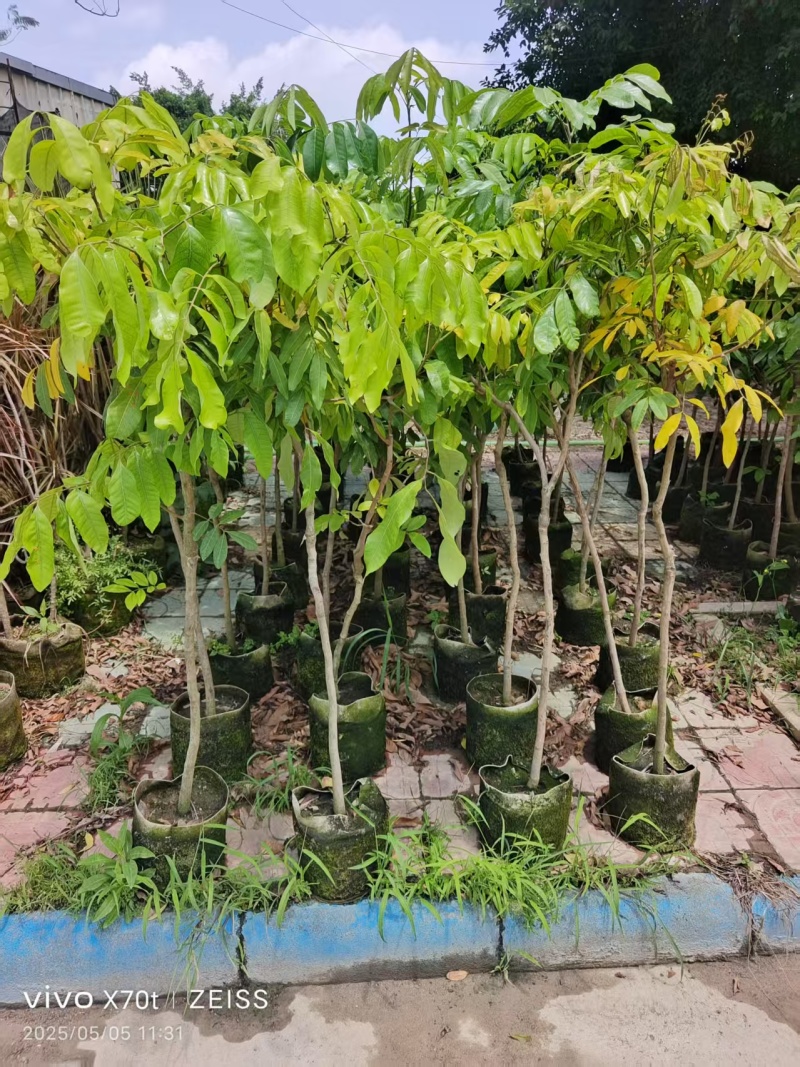 龙眼嫁接苗袋苗直生苗