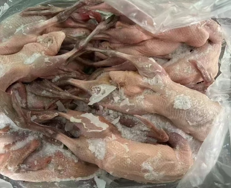 二级黑嘴麻鸭三吨