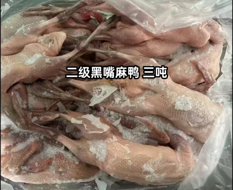 二级黑嘴麻鸭三吨