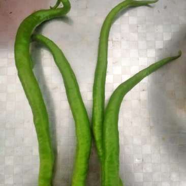 贵州辣椒批发