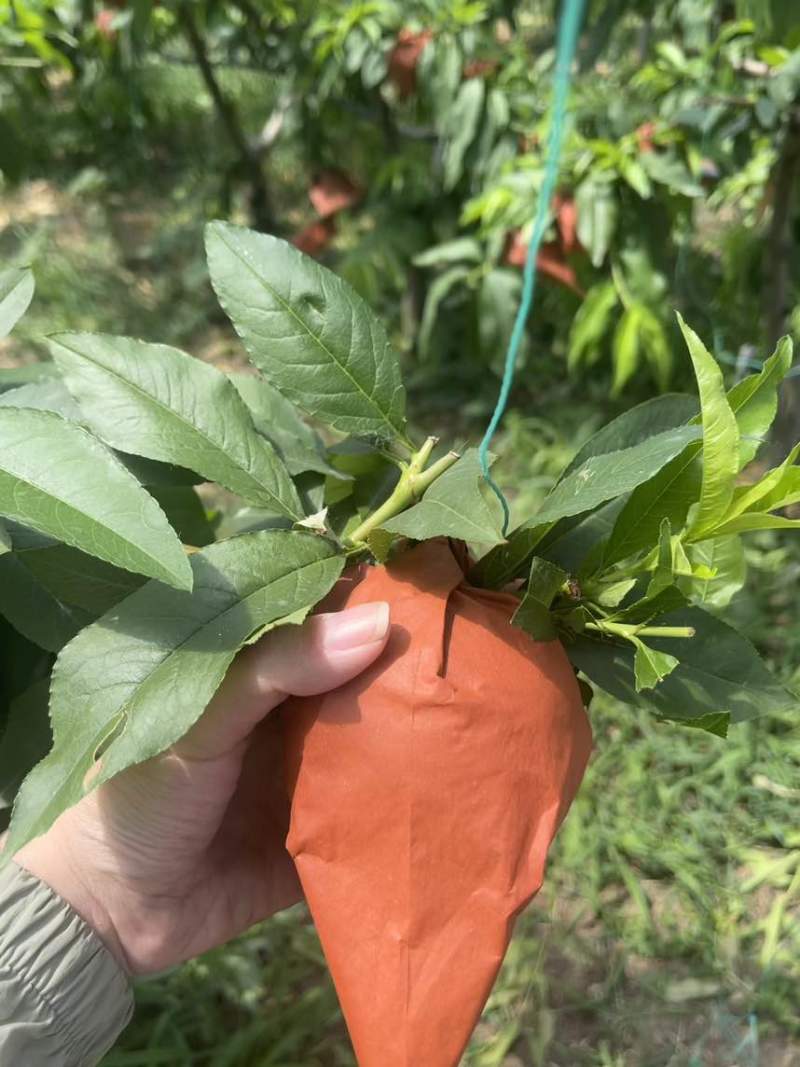 水蜜桃突围