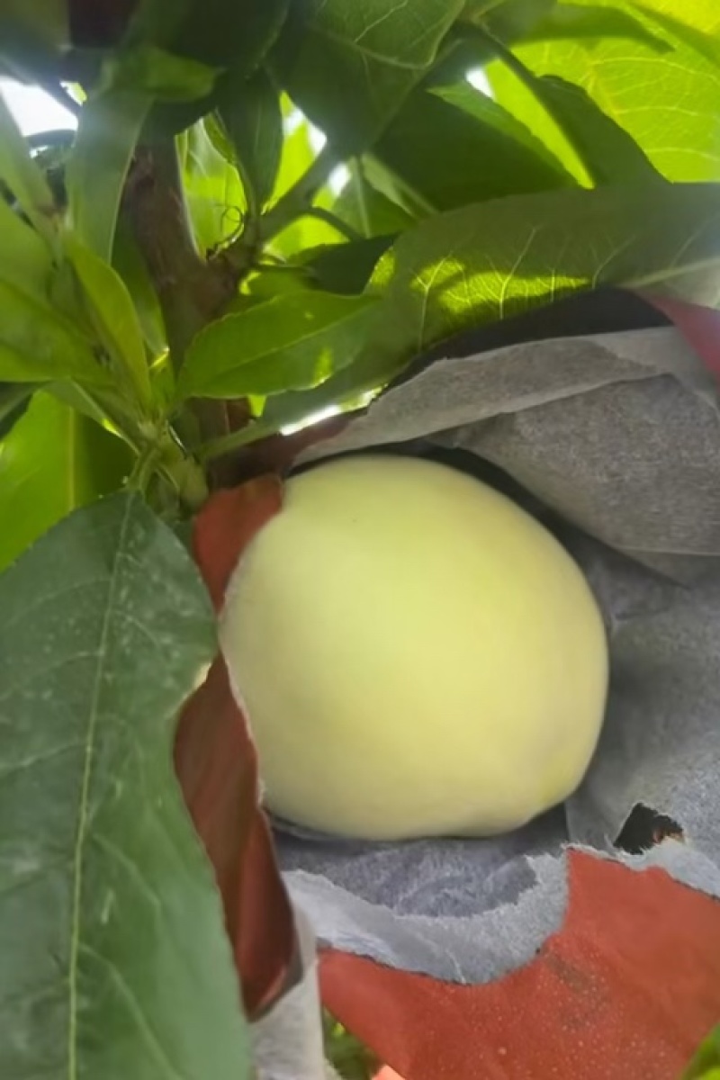 水蜜桃突围