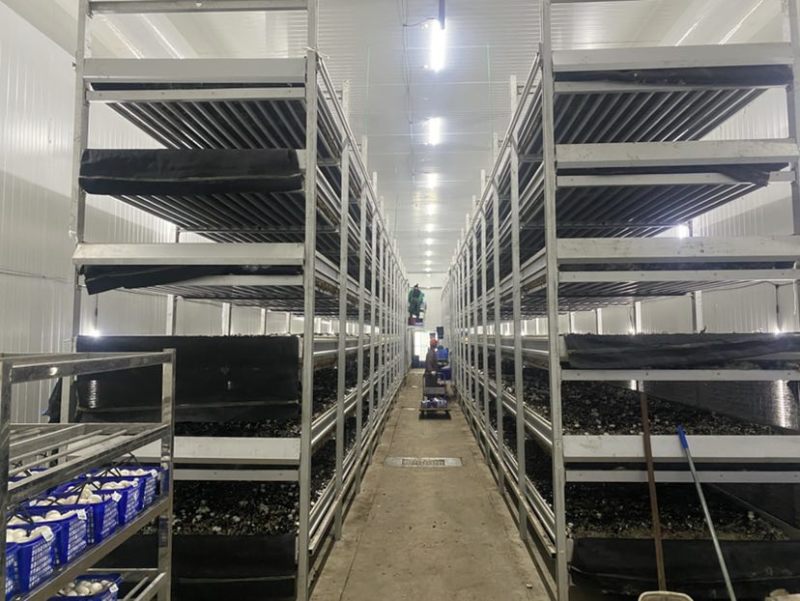双孢菇工厂直供现摘发货