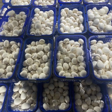 双孢菇工厂直供现摘发货