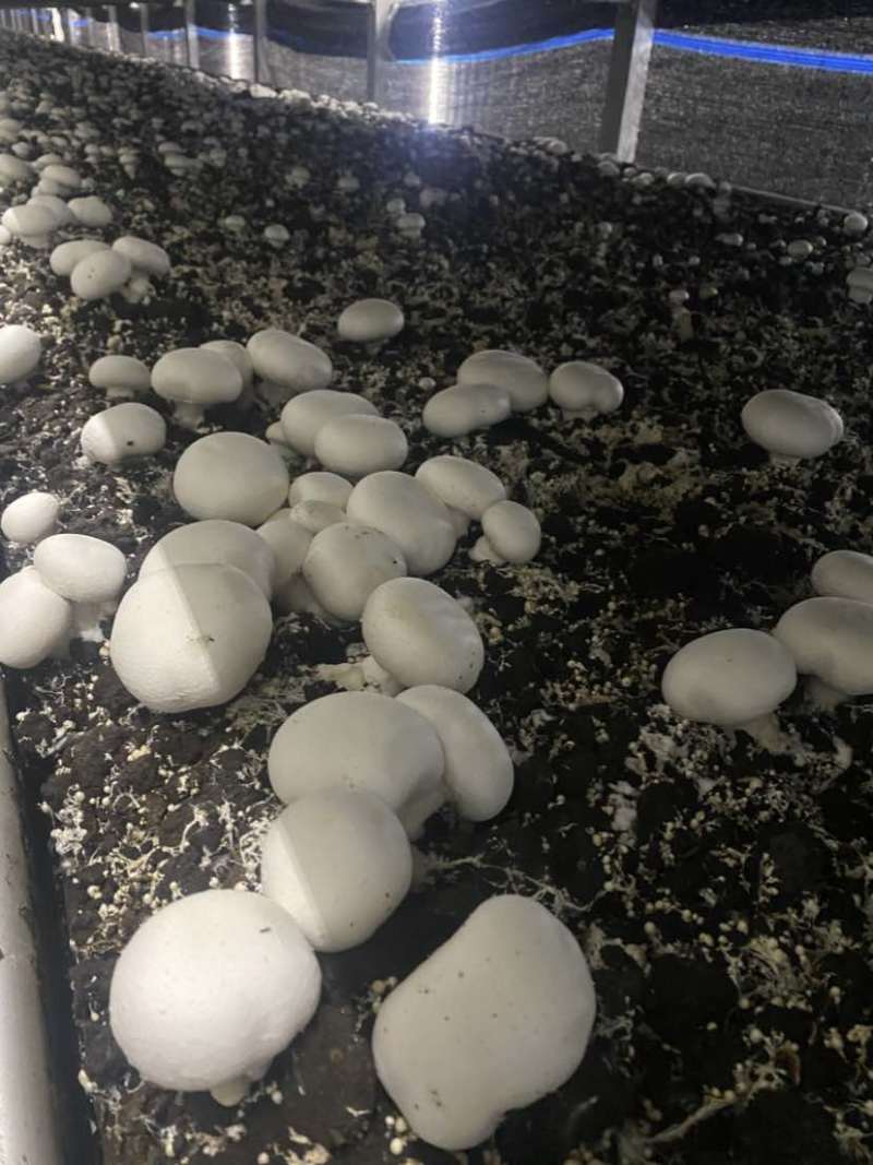双孢菇工厂直供现摘发货