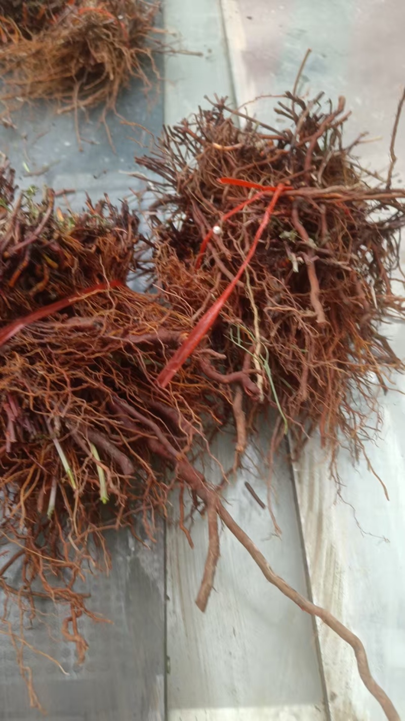 茜草