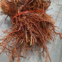 茜草