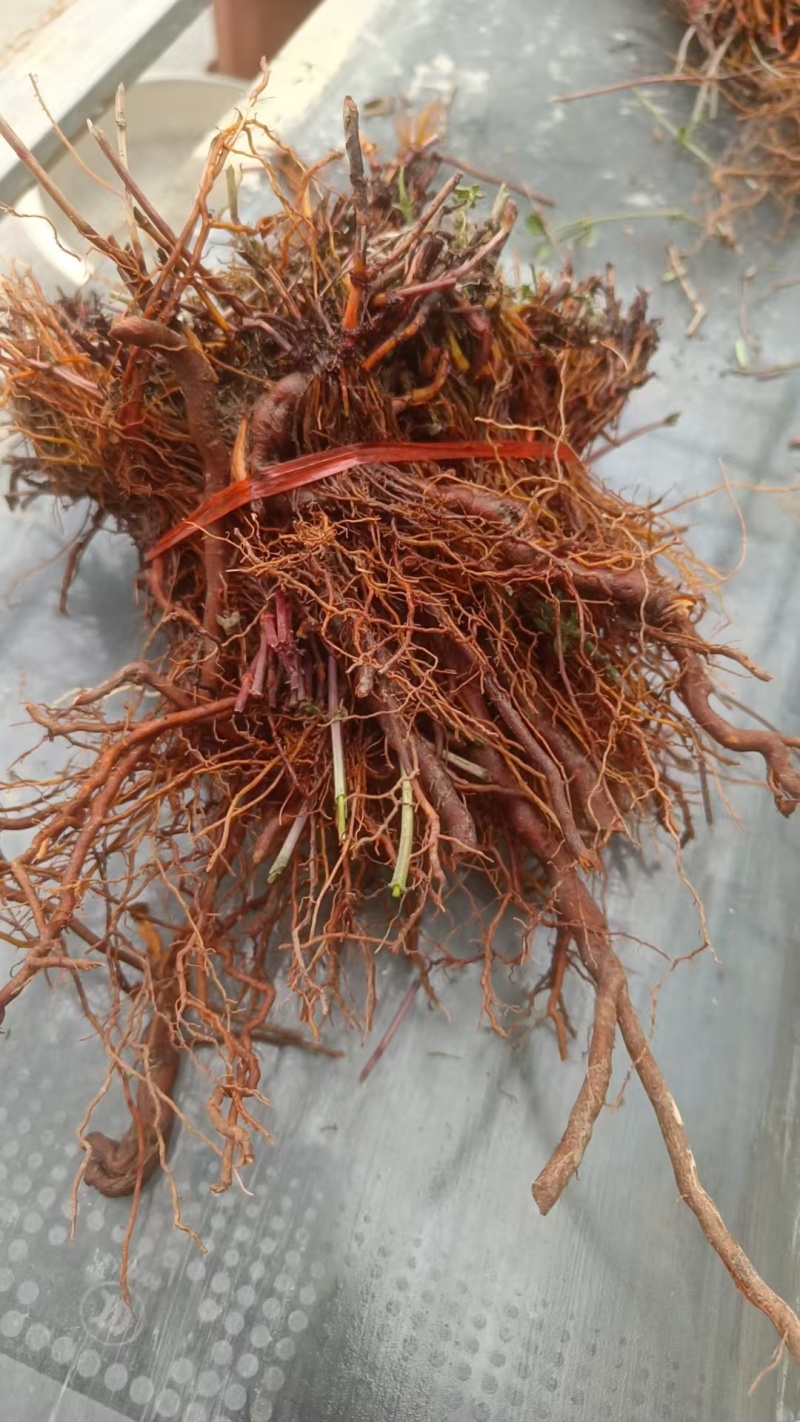 茜草