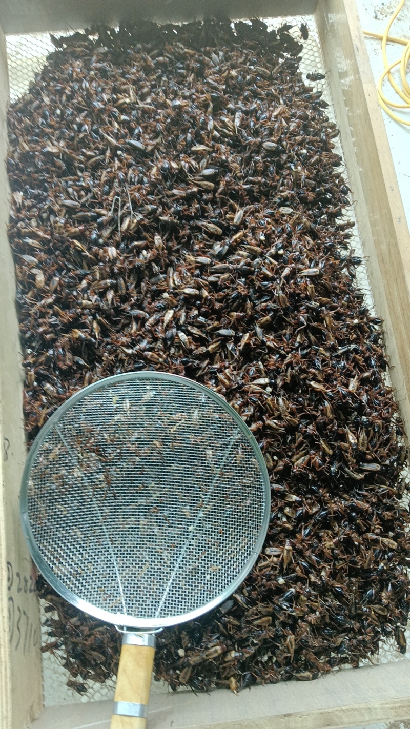 蟋蟀