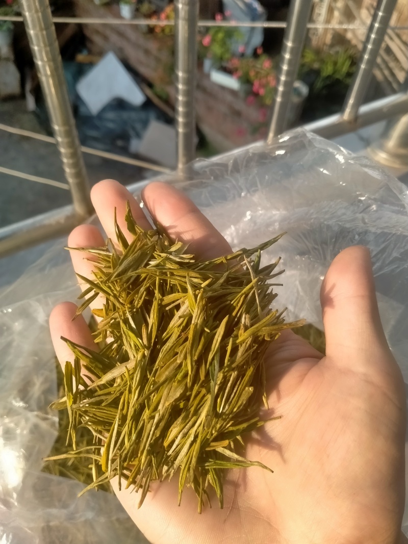 贵州高山黄金叶