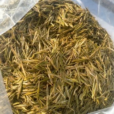 贵州高山黄金叶