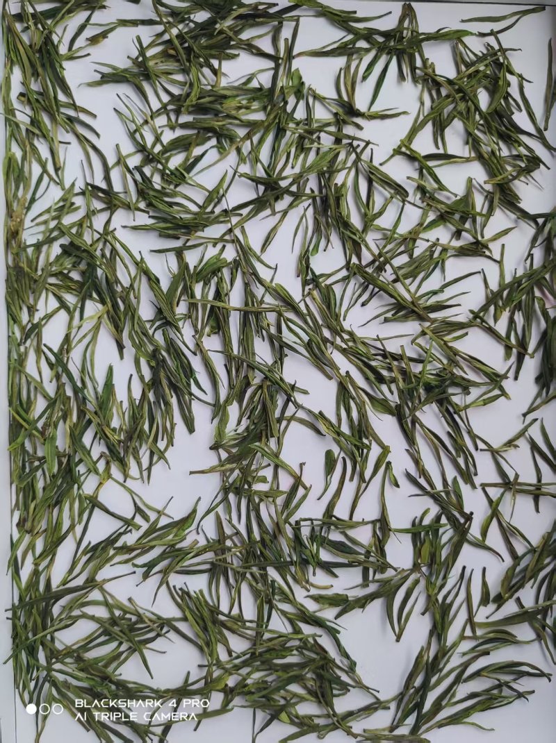 贵州高山安吉白茶