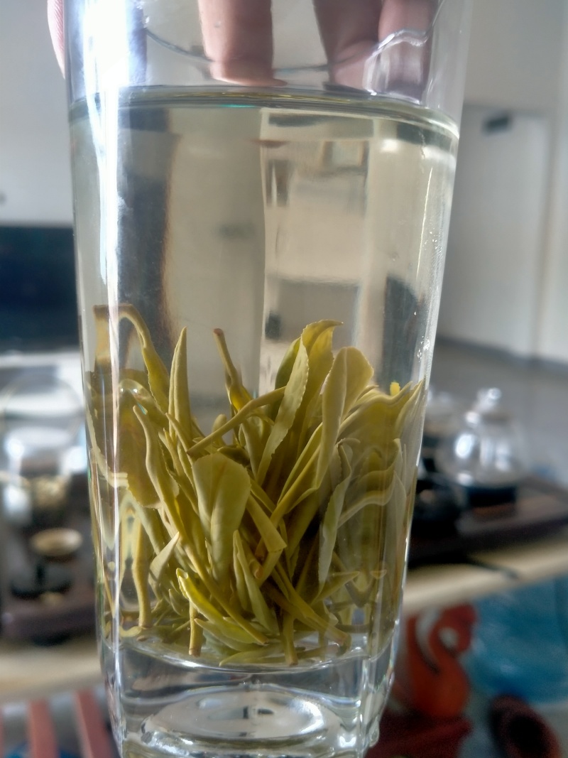 贵州高山安吉白茶