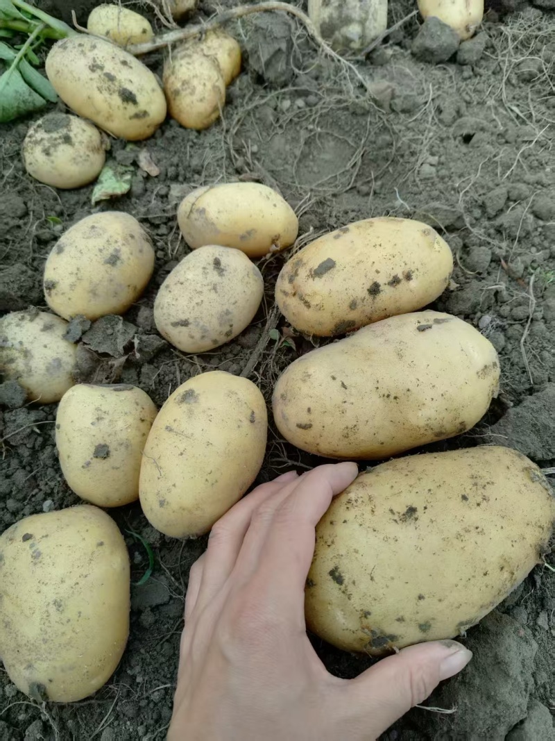 沃土5号，丽薯6号