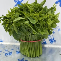 树仔菜小品种**香