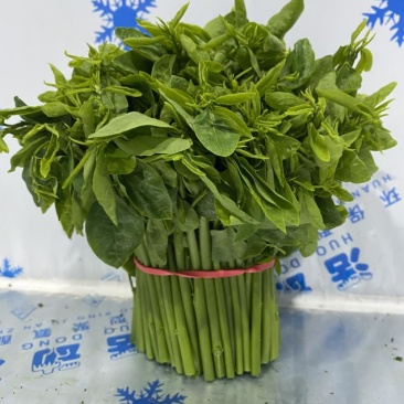 树仔菜小品种**香