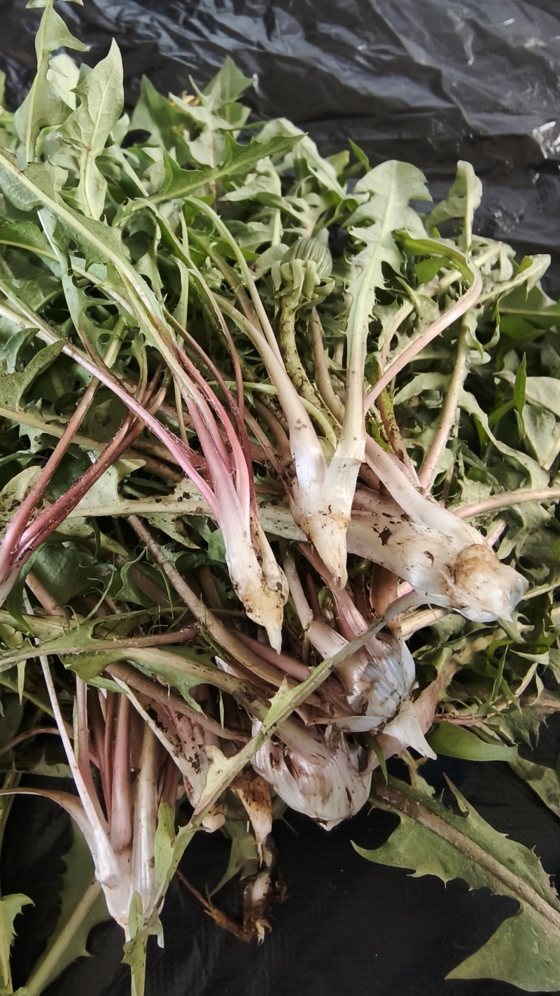 蒲公英