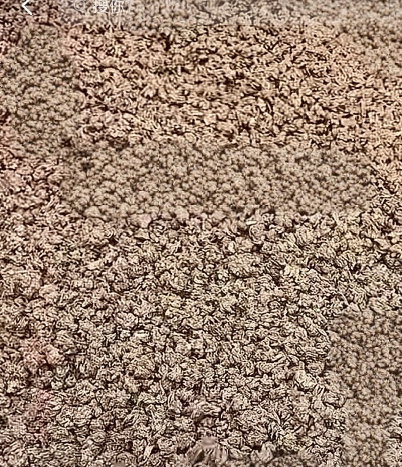 猫爪草