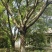 黄葛树（70-140公分）