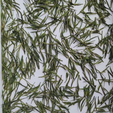 高山安吉白茶
