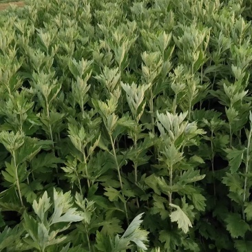 新鲜艾草