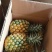 徐闻凤梨菠萝🍍香水菠萝香甜可口美味，果园现摘现发蓝