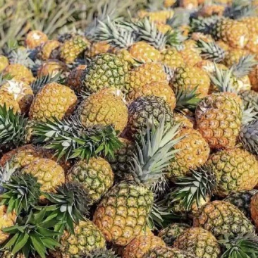 徐闻凤梨菠萝🍍香水菠萝香甜可口美味，果园现摘现发蓝