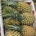 徐闻凤梨菠萝🍍香水菠萝香甜可口美味，果园现摘现发蓝