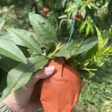 突围水蜜桃，一级市场，电商，都可代办。优质果，次果。