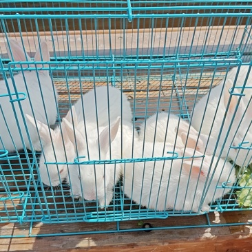 纯种10斤以上肉兔、大白兔，小白兔