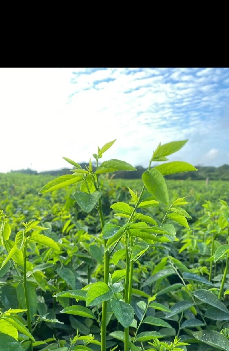 天绿香树仔菜