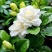 乐山栀子花