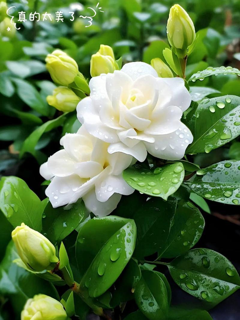 乐山栀子花