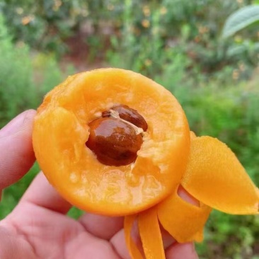 枇杷代办