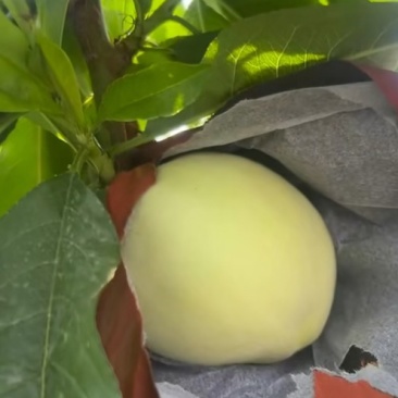 可以撕皮爆汁的江苏水蜜桃